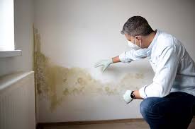 Best Basement Mold Removal  in Janesville, WI